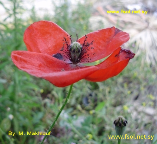 Papaver rhoeas L.